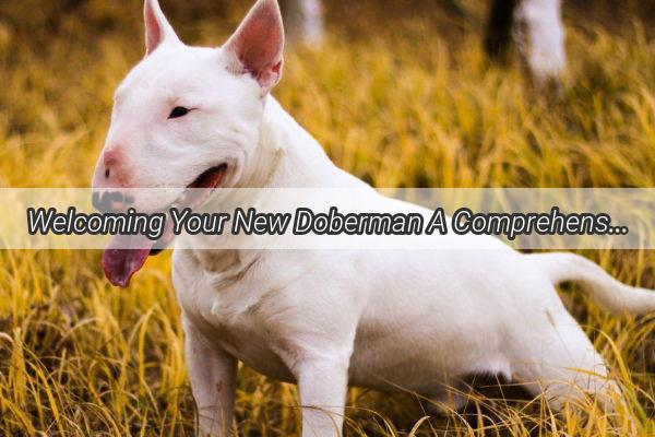 Welcoming Your New Doberman A Comprehensive Guide to the First 30 Days